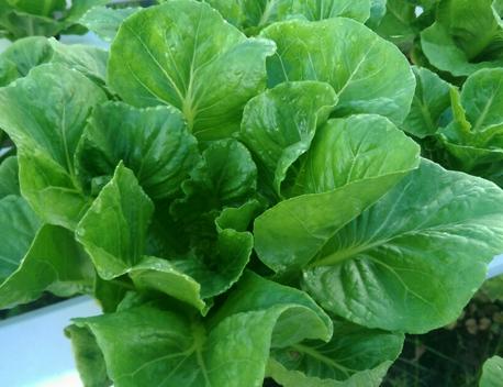 Xà lách Romaine