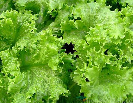 Xà lách lô lô xanh